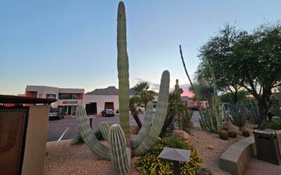 The Complete Guide to SEO-Friendly Website Development in Cave Creek, Arizona